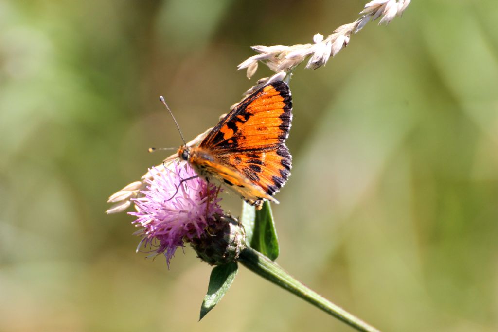 Melitaea didyma?